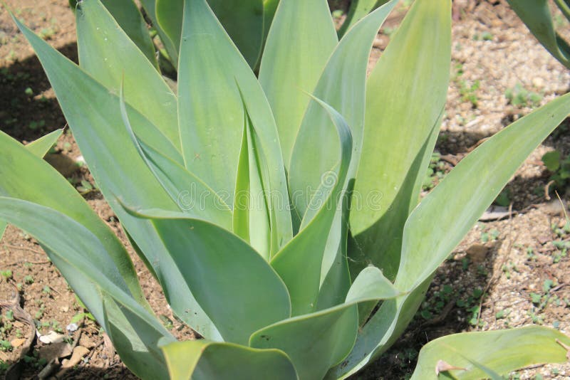 Desert plants stock photo. Image of five, house, culture 93640166