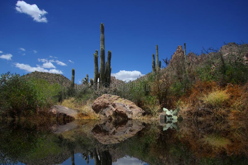 Desert Reflections