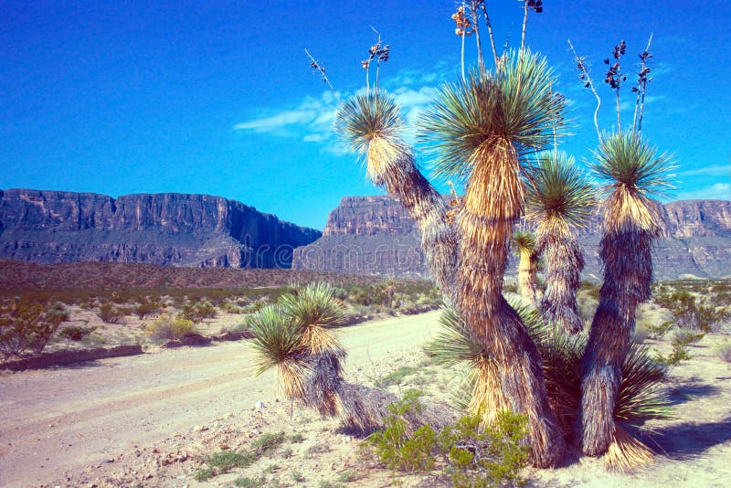 Desert road to the Rio Grande