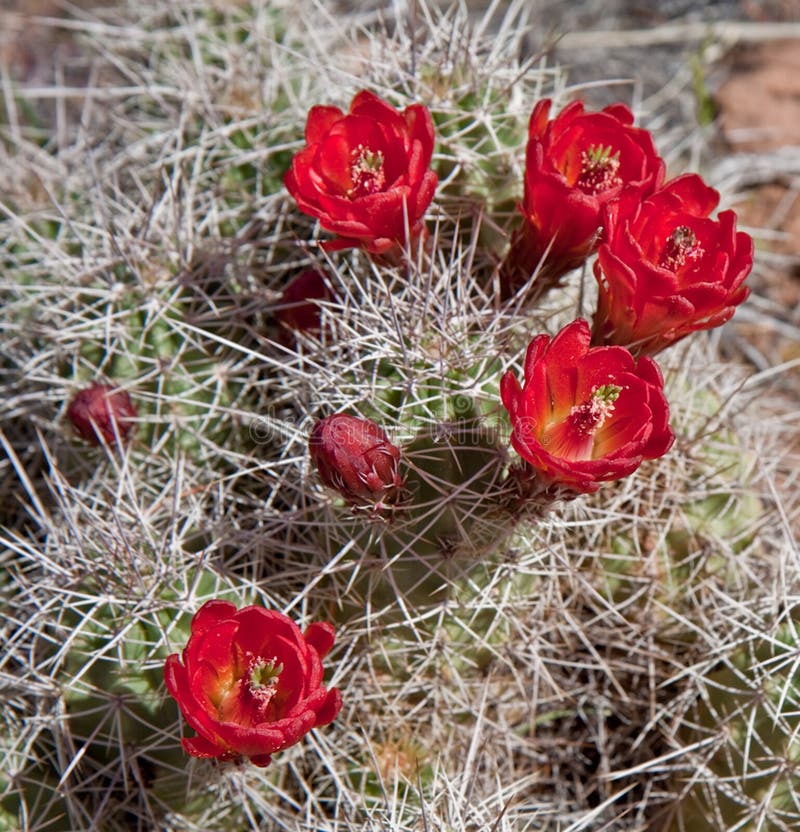 Desert rose stock photo. Image of triglochidiatus, cactus 14442944