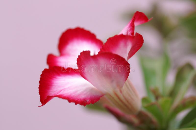 Desert rose stock photography