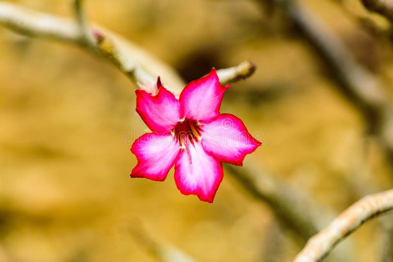 Desert rose Adenium obesum near Lake Natron, East Africa, August 2017, Northern Tanzania. Desert rose Adenium obesum near Lake Natron, NP, East Africa, August royalty free stock photos Desert rose Adenium obesum near Lake Natron, East Africa, August 2017, Northern Tanzania. Desert rose Adenium obesum near Lake Natron, NP, East Africa, August royalty free stock photos