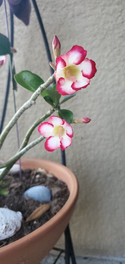 Desert Rose in Florida stock photo. Image of plant, purple 244446608