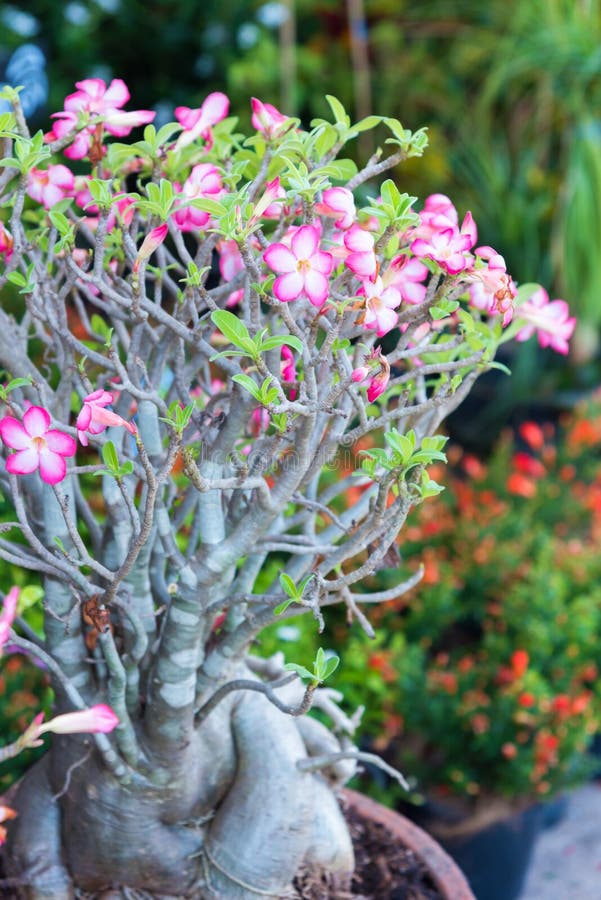Desert rose flower stock image. Image of adenium, beautiful 78416763