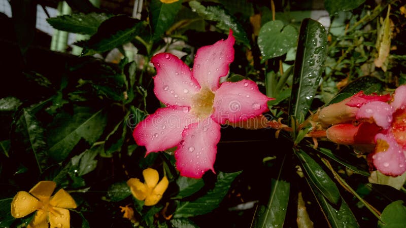 Desert rose flowers in a lonely atmosphere garden Desert rose, Mock Azalea, Pinkbignonia, Impala lily royalty free stock photo Desert rose flowers in a lonely atmosphere garden Desert rose, Mock Azalea, Pinkbignonia, Impala lily royalty free stock photo