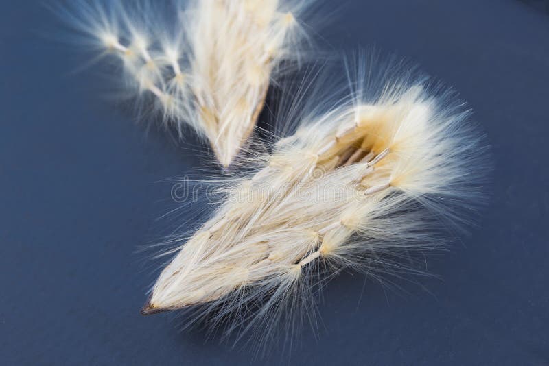 Desert Rose Seed Pod on Black Background Stock Photo Image of bloom