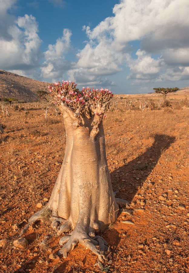 Desert rose tree, Socotra Island, Yemen royalty free stock photo Desert rose tree, Socotra Island, Yemen royalty free stock photo