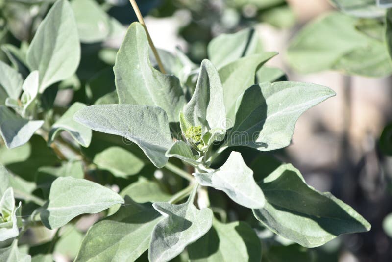 Desert sagebrush leaves stock photo. Image of plants 87403092