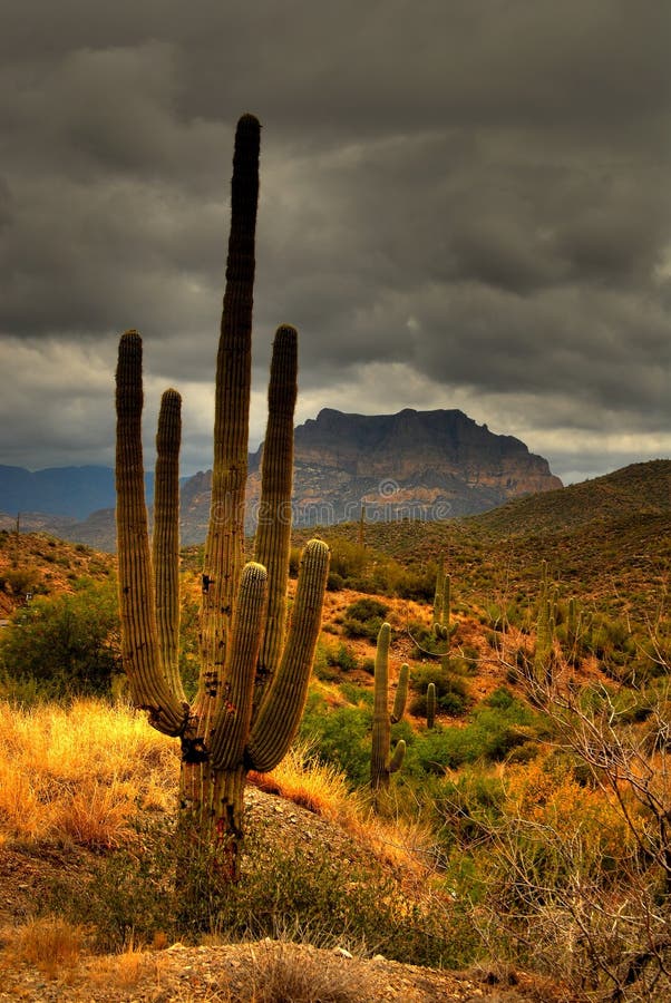 Desert Saguaro 81 royalty free stock images