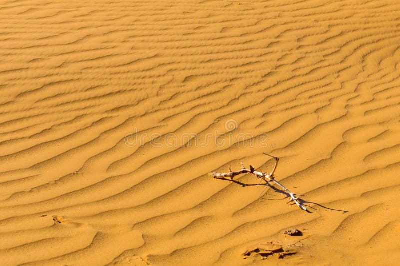 Desert Sand Background With Dry Branches Stock Photo Image Of Africa Branches