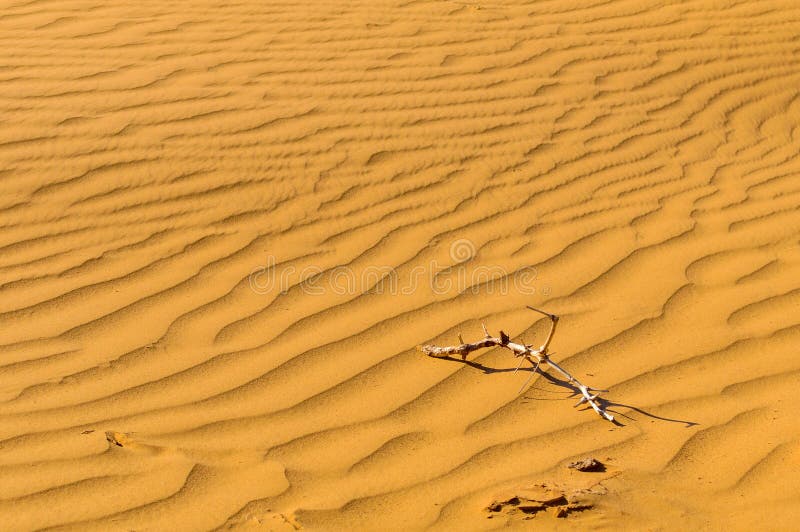 Desert Sand Background With Dry Branches Stock Photo Image Of Africa Branches Desert Sand Background With Dry Branches Stock Photo Image Of Africa Branches