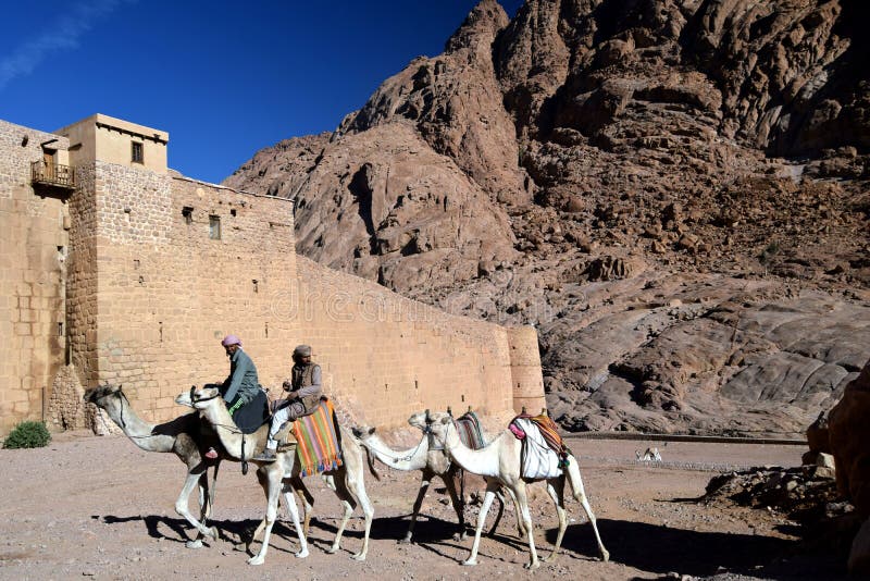 A Desert Scene of Men Leading Camels near St. Catherine`s 4th Century Monastery, Base of Mt. Sinai, Egypt