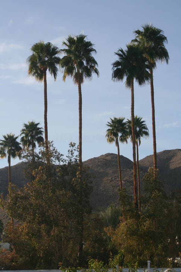 Desert Scenery