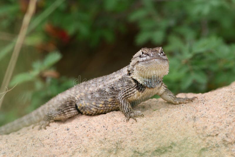 Desert Spiny Lizard (Sceloporus magister) - AZ