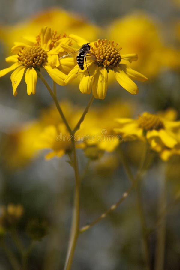 Desert Sunflower, Geraea canescens