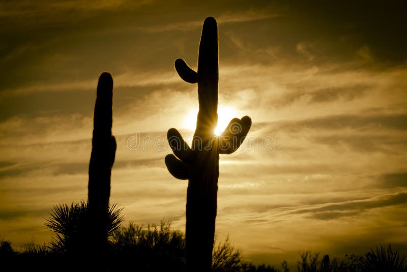 Desert Saguaro Tree With Fluffy Cloud Sunset Stock Photo - Image of ...