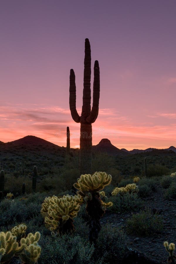 Desert Saguaro Sunset stock image. Image of scenic, succulent - 71050473