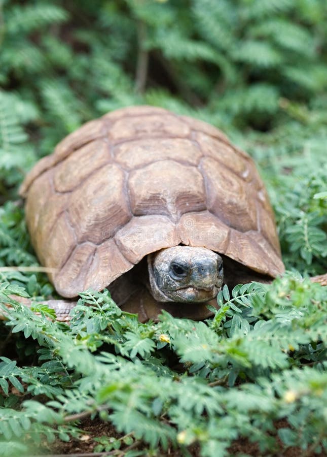 Desert tortoise stock photos