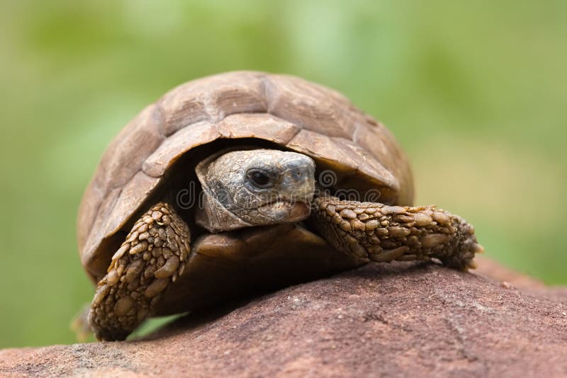 Kalahari desert turtle sitting on the rock,after rain. Kalahari desert turtle sitting on the rock,after rain