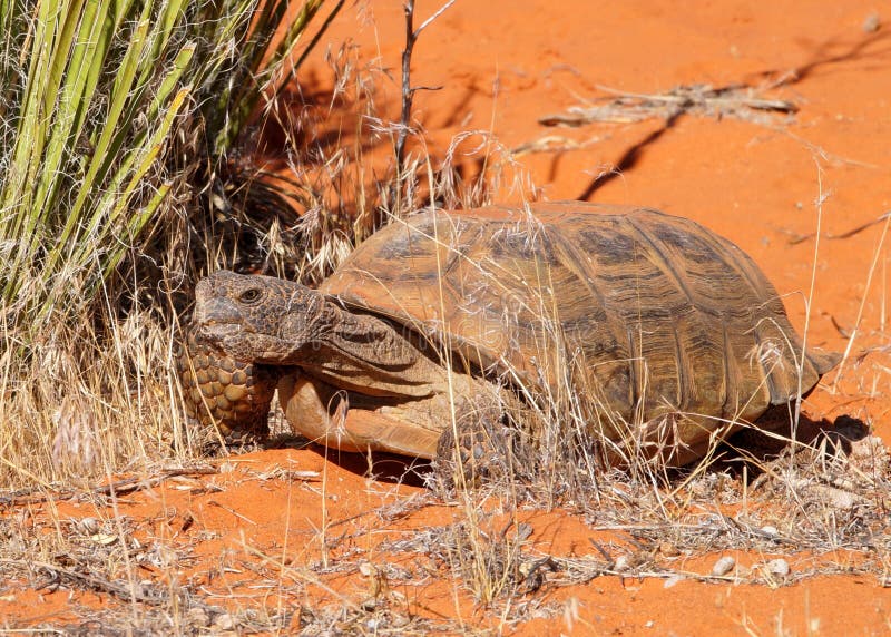 Desert Tortoise, Gopherus agassizi royalty free stock photo