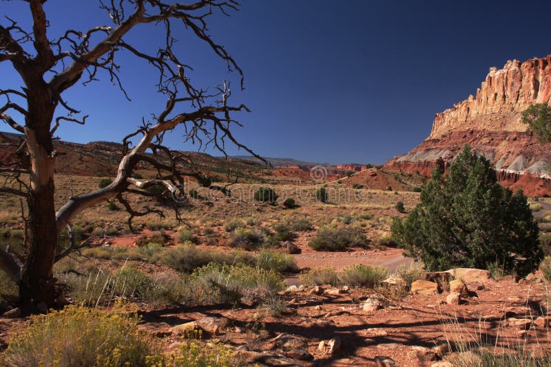 Desert tree stock images