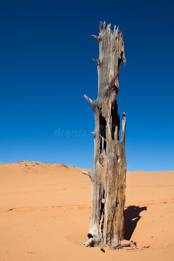 Un albero deserto corallo rosa sabbia duna,.