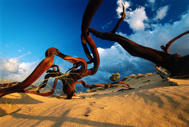 Desert tree skeleton