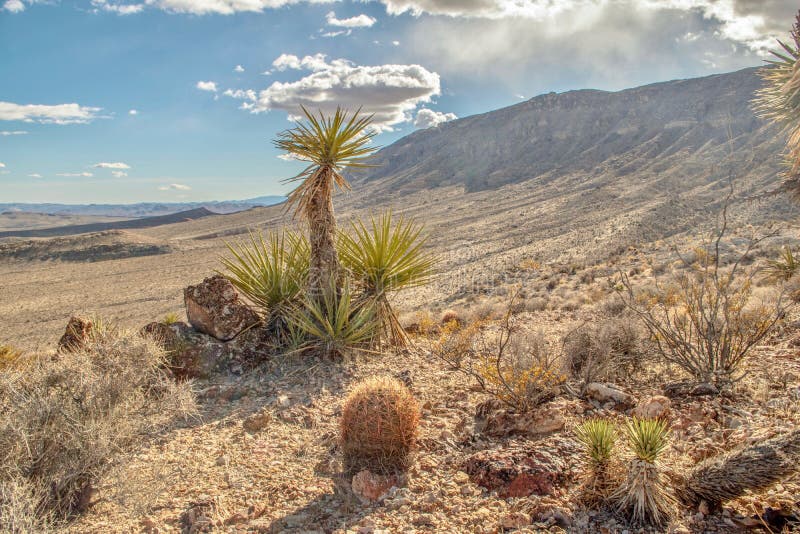 Desert Vegetation, Red Rock Conservation Area, Nevada, USA Stock Photo - Image of conservation, country: 137155318 Desert Vegetation, Red Rock Conservation Area, Nevada, USA Stock Photo - Image of conservation, country: 137155318