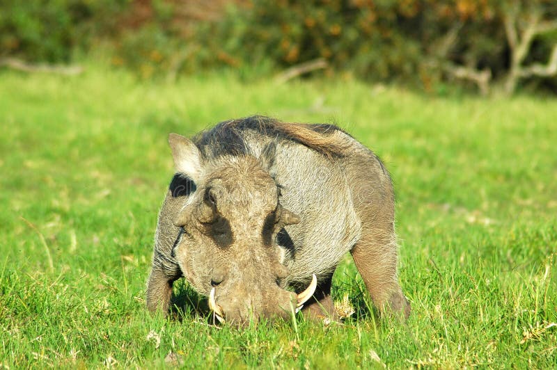 Desert warthog