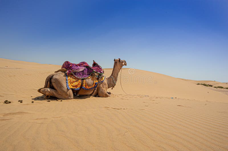 Desert of Western Rajasthan Stock Photo - Image of memories, india:  181580972