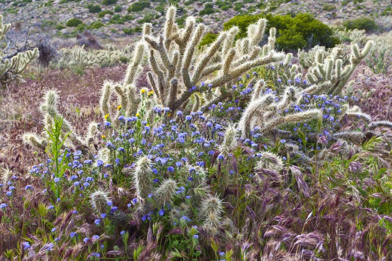 Desert wildflowers and cactus in bloom.