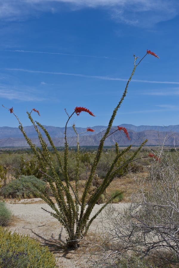 Desert wildflowers and cactus in bloom.