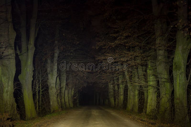 deserted-path-dense-trees-sides-night-illuminated-lights-to-center-deserted-path-dense-trees-206471376.jpg