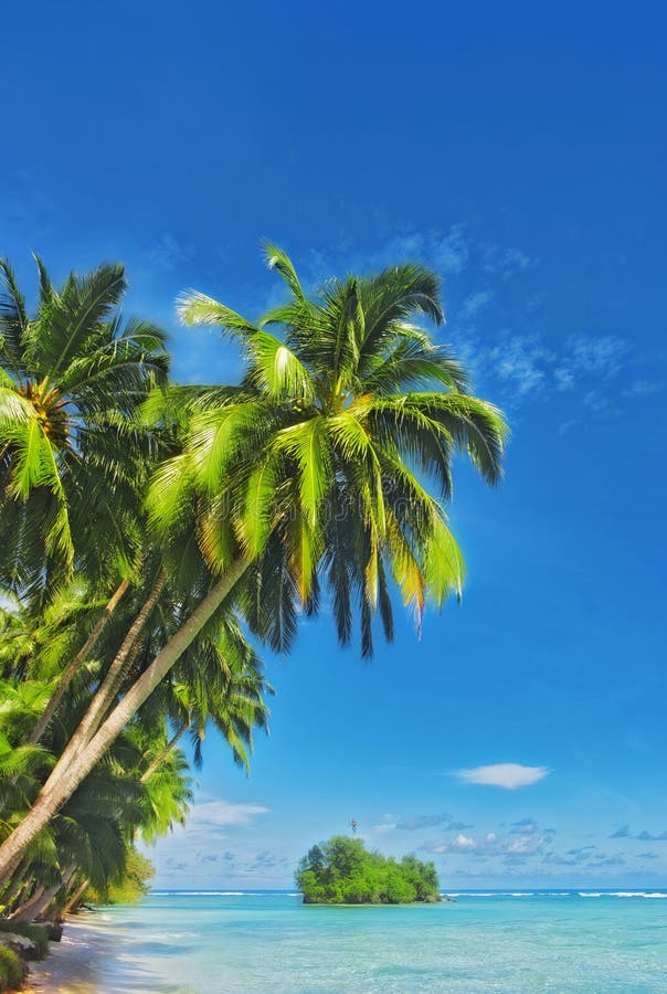 Deserted Tropical Beach with Overhanging Palm Trees Stock Image Image