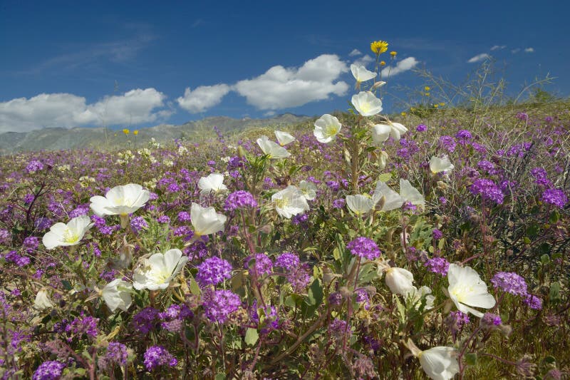 Desertera liljor och vita blommor som blomstrar med vita pösiga moln i Anza-Borrego ökendelstatspark, nära Anza Borrego Springs, royaltyfria foton Desertera liljor och vita blommor som blomstrar med vita pösiga moln i Anza-Borrego ökendelstatspark, nära Anza Borrego Springs, royaltyfria foton
