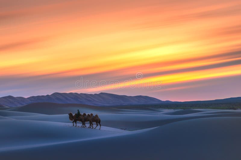 Deserto de Gobi, maio de 2019, Mongólia: Camel passando pelas dunas do nascer do sol, deserto de Gobi Mongólia