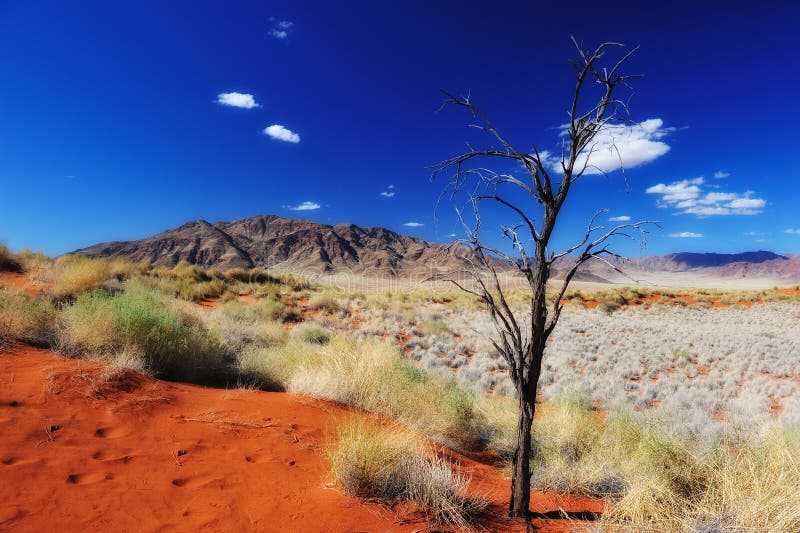 Deserto de Namib (Namíbia)