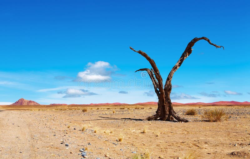 Deserto di Namib immagini stock Deserto di Namib immagini stock