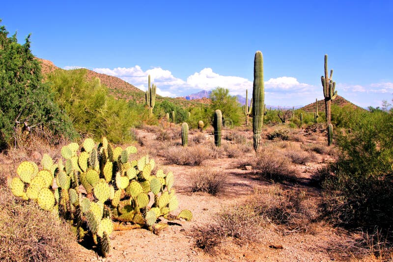 página para colorir com cactos florescendo no deserto do arizona