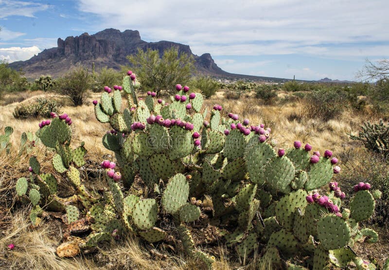Deserto do Arizona com flores do cacto
