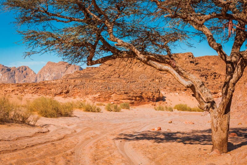 Deserto ed albero asciutti Sinai egitto fotografia stock Deserto ed albero asciutti Sinai egitto fotografia stock