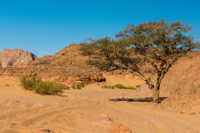 Deserto ed albero asciutti Sinai egitto fotografia stock Deserto ed albero asciutti Sinai egitto fotografia stock