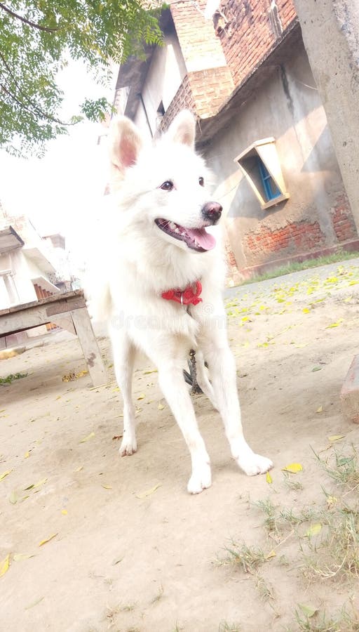 Desi vellagehund i Indien som ser trevligt royaltyfri foto Desi vellagehund i Indien som ser trevligt royaltyfri foto