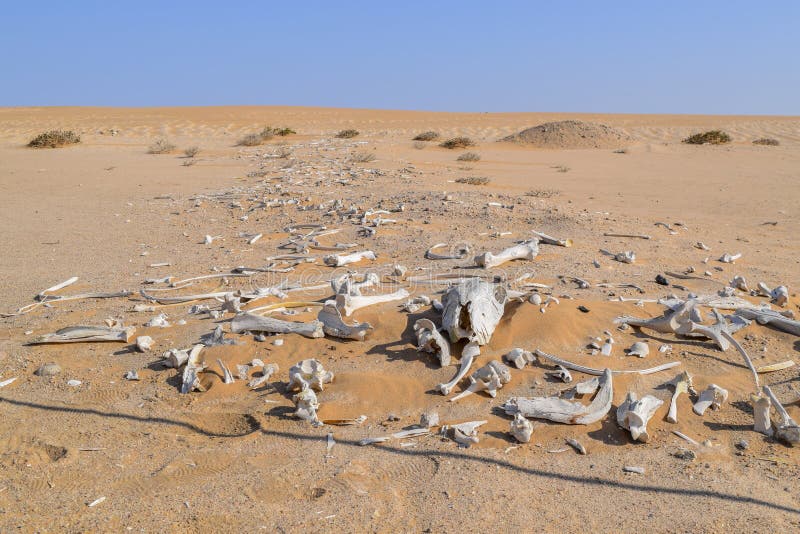 Se buscan cazadores  Desierto-con-los-huesos-animales-88819372