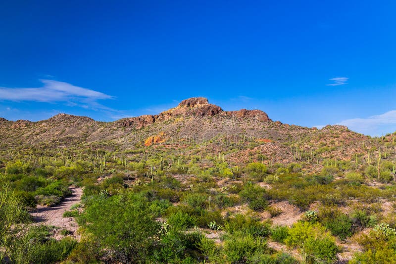 Desierto de Sonoran en Arizona Cactus del Saguaro y otras plantas nativas en primero plano con el camino de tierra arenoso; colin imagen de archivo Desierto de Sonoran en Arizona Cactus del Saguaro y otras plantas nativas en primero plano con el camino de tierra arenoso; colin imagen de archivo