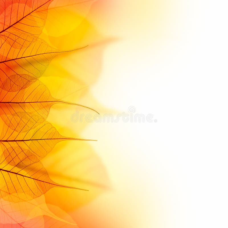 Design Border of Autumn color dry Leaves on white background