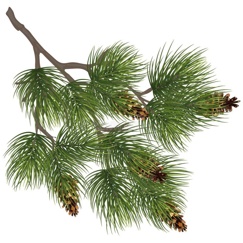 Set of Pine Branches for Christmas Design. Pine in a Realistic S Stock  Vector - Illustration of siberian, green: 128377456