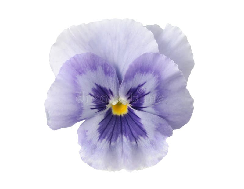 Design Elements: Light blue Pansy