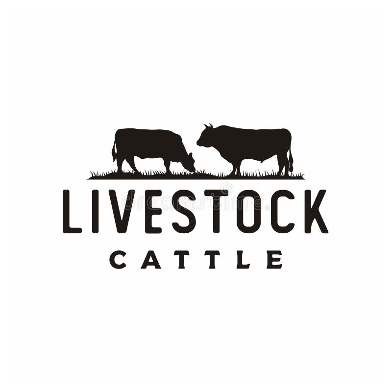 Vintage Retro Angus Cattle or Livestock logo design inspiration. Vintage Retro Angus Cattle or Livestock logo design inspiration