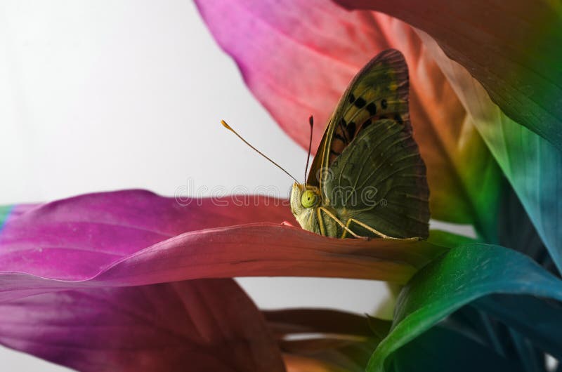 Desktop wallpapers butterfly on leaf